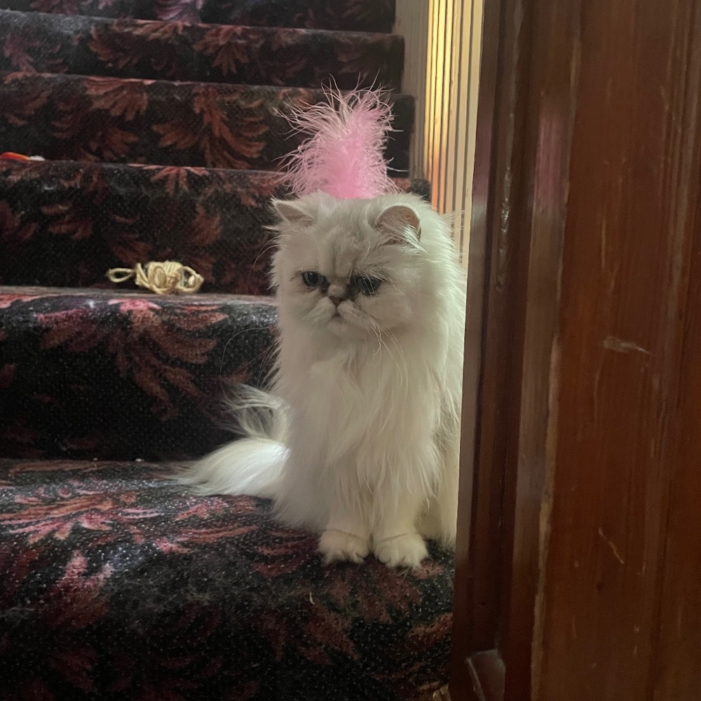 Meet your Posher, Bonnie